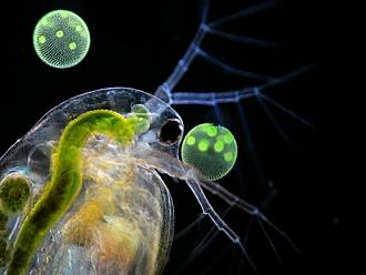 Click image for larger version

Name:	880_Ralf-Wagner-Entry_19325_waterflea-daphnia_9546-580x435.jpg
Views:	1
Size:	48.4 KB
ID:	1356339