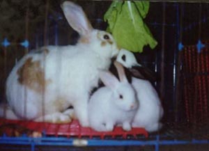 Click image for larger version

Name:	rabbitbig.jpg
Views:	1
Size:	23.9 KB
ID:	1356347