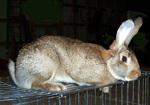 Click image for larger version

Name:	الجاينت فلاندر.jpg
Views:	1
Size:	12.9 KB
ID:	1296956