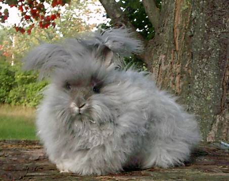 Click image for larger version

Name:	uaesheep.coma7b07b9446.jpg
Views:	1
Size:	31.0 KB
ID:	1296961
