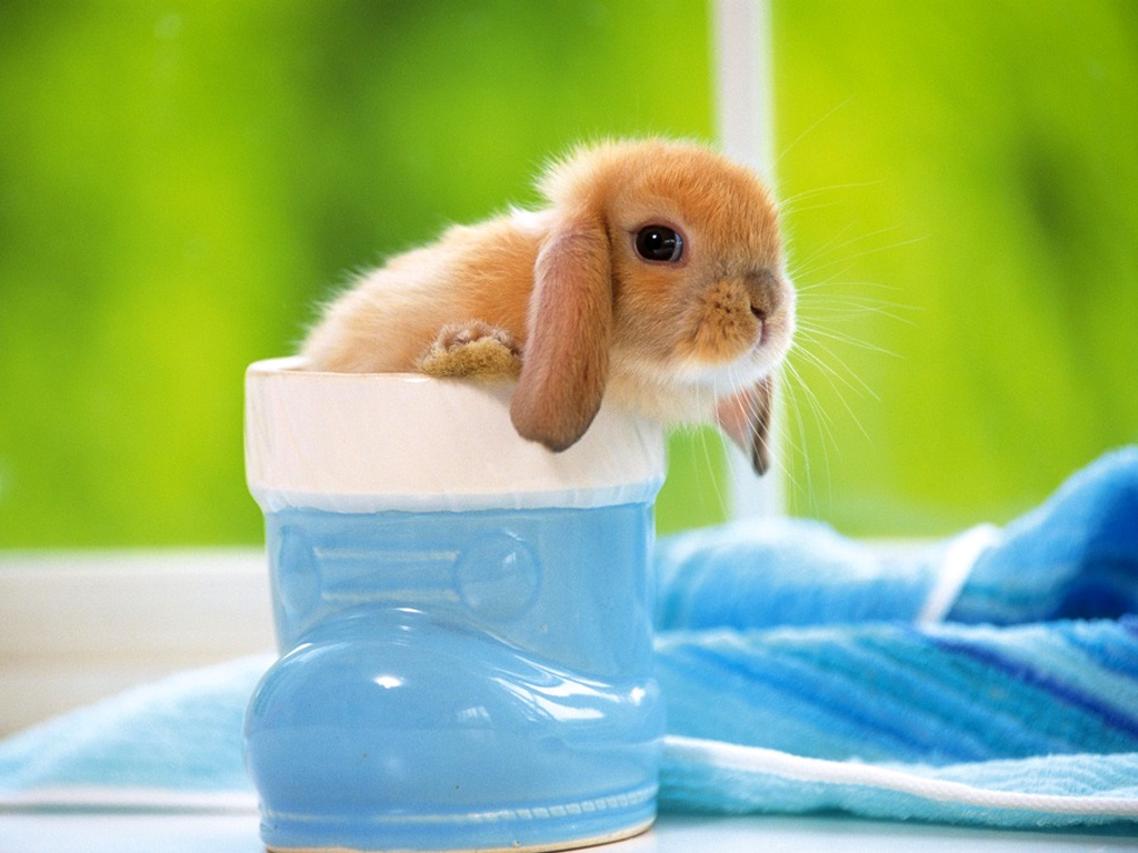 Click image for larger version

Name:	Rabbit001.jpg
Views:	1
Size:	216.0 KB
ID:	1296963