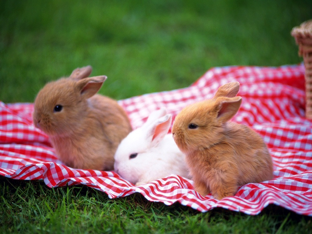 Click image for larger version

Name:	Rabbit011.jpg
Views:	1
Size:	291.2 KB
ID:	1296964