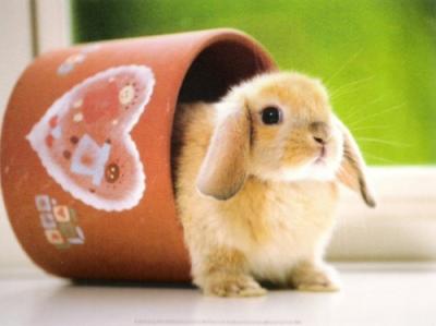 Click image for larger version

Name:	Anonymous-Rabbit-33665.jpg
Views:	1
Size:	14.0 KB
ID:	1296965