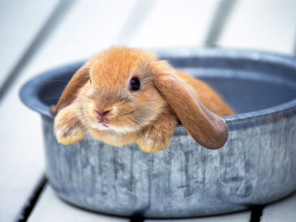 Click image for larger version

Name:	Rabbit017.jpg
Views:	1
Size:	228.6 KB
ID:	1296966