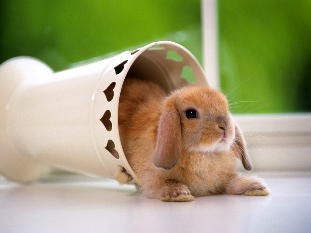 Click image for larger version

Name:	Rabbit020.jpg
Views:	1
Size:	203.0 KB
ID:	1296967