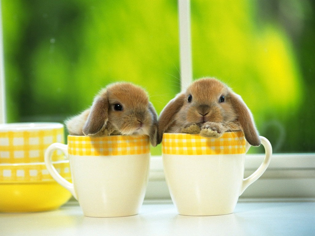 Click image for larger version

Name:	Rabbit033.jpg
Views:	1
Size:	220.3 KB
ID:	1296968