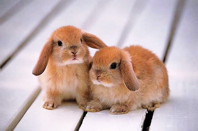 Click image for larger version

Name:	rabit.jpg
Views:	1
Size:	52.4 KB
ID:	1296969