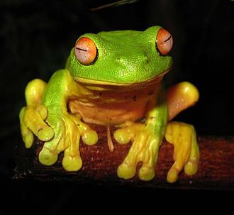 Click image for larger version

Name:	The-Red-eyed-Tree-Frog-Litoria-chloris-found-in-eastern-Aust.jpg
Views:	1
Size:	45.5 KB
ID:	1356411