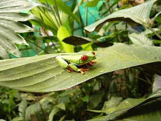 Click image for larger version

Name:	Red-Eye-Frog-at-Danaus-Eco-Center.jpg
Views:	1
Size:	57.6 KB
ID:	1356414