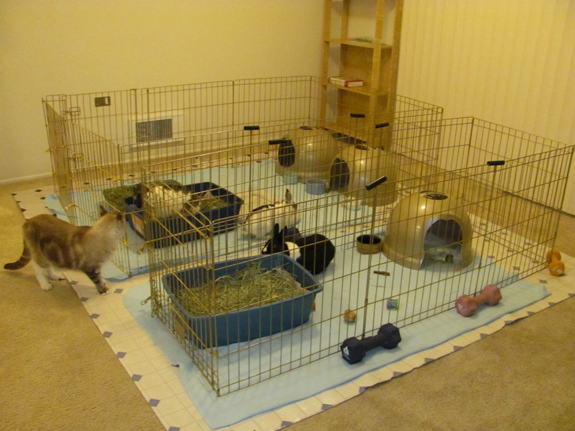 Click image for larger version

Name:	ExercisePensRabbits.jpg
Views:	1
Size:	165.4 KB
ID:	1297003