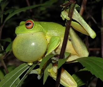 Click image for larger version

Name:	A-Red-eyed-Tree-Frog-Litoria-chloris-calling.jpg
Views:	1
Size:	53.4 KB
ID:	1356418
