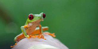 Click image for larger version

Name:	big-red-treefrog.jpg
Views:	1
Size:	20.0 KB
ID:	1356420
