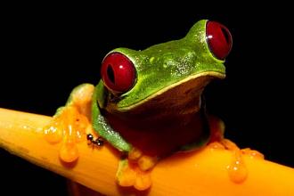 Click image for larger version

Name:	Cute-Red-eyed-Treefrog-Agalychnis-callidryas.jpg
Views:	1
Size:	32.5 KB
ID:	1356422