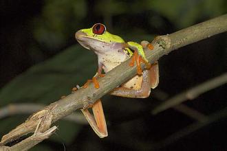 Click image for larger version

Name:	Agalychnis-callidryas-in-Cahuita-Costa-Rica.jpg
Views:	1
Size:	36.2 KB
ID:	1356423