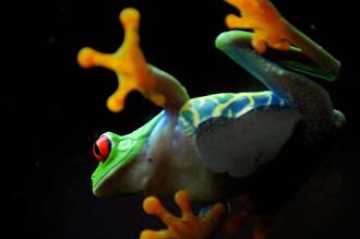 Click image for larger version

Name:	Leafs-Eye-View-Red-Eye-Frog.jpg
Views:	1
Size:	27.9 KB
ID:	1356424
