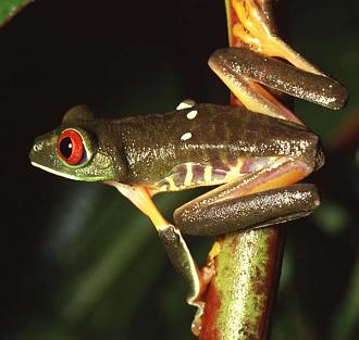 Click image for larger version

Name:	Red-eyed-treefrog-female-photographed-on-Barro-Colorado-Isla.jpg
Views:	1
Size:	54.3 KB
ID:	1356425