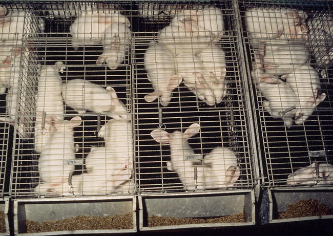 Click image for larger version

Name:	cages-10.jpg
Views:	1
Size:	108.8 KB
ID:	1297009