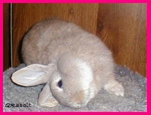 Click image for larger version

Name:	cages-10.jpg
Views:	1
Size:	14.7 KB
ID:	1297011