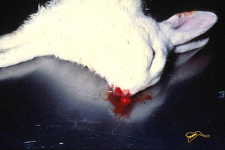 Click image for larger version

Name:	large_1238137827.jpg
Views:	1
Size:	17.3 KB
ID:	1297014
