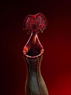 Click image for larger version

Name:	bcarnivorous_plants_are_plants_that_derive_some_or_most_o_4.jpg
Views:	1
Size:	22.9 KB
ID:	1356471