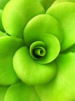 Click image for larger version

Name:	bcarnivorous_plants_are_plants_that_derive_some_or_most_o_5.jpg
Views:	1
Size:	39.7 KB
ID:	1356472