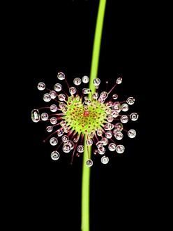 Click image for larger version

Name:	bcarnivorous_plants_are_plants_that_derive_some_or_most_o_6.jpg
Views:	1
Size:	27.2 KB
ID:	1356473