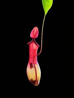 Click image for larger version

Name:	bcarnivorous_plants_are_plants_that_derive_some_or_most_o_7.jpg
Views:	1
Size:	15.1 KB
ID:	1356474