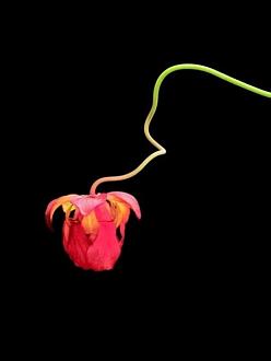 Click image for larger version

Name:	bcarnivorous_plants_are_plants_that_derive_some_or_most_o_8.jpg
Views:	1
Size:	14.0 KB
ID:	1356475