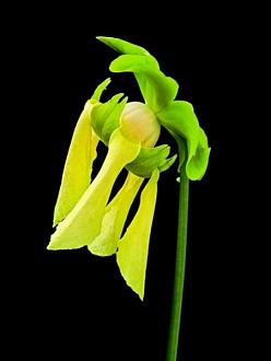 Click image for larger version

Name:	bcarnivorous_plants_are_plants_that_derive_some_or_most_o_9.jpg
Views:	1
Size:	23.5 KB
ID:	1356476