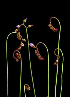 Click image for larger version

Name:	bcarnivorous_plants_are_plants_that_derive_some_or_most_o_10.jpg
Views:	1
Size:	26.0 KB
ID:	1356477