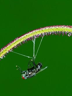 Click image for larger version

Name:	bcarnivorous_plants_are_plants_that_derive_some_or_most_o_11.jpg
Views:	1
Size:	27.1 KB
ID:	1356478