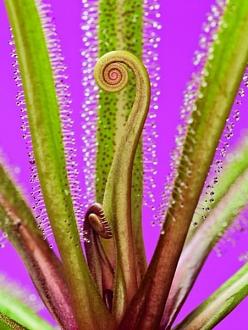 Click image for larger version

Name:	bcarnivorous_plants_are_plants_that_derive_some_or_most_o_12.jpg
Views:	1
Size:	57.5 KB
ID:	1356479