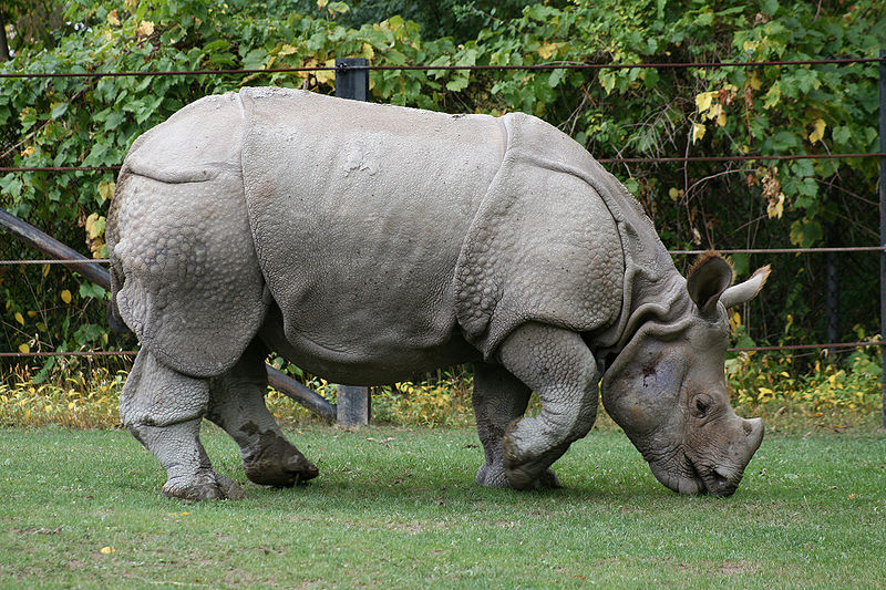 Click image for larger version

Name:	indian-rhino.jpg
Views:	1
Size:	174.3 KB
ID:	1356484