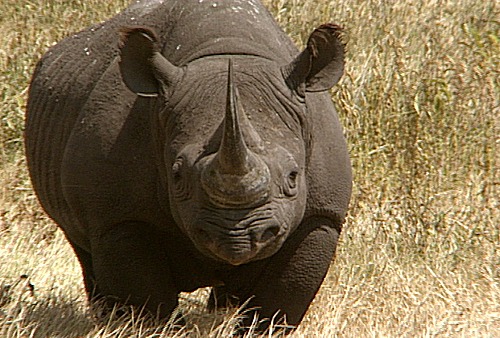 Click image for larger version

Name:	indian-rhino.jpg
Views:	1
Size:	84.4 KB
ID:	1356486