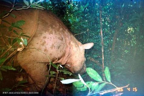 Click image for larger version

Name:	rhinoceros_rare_photo.jpg
Views:	1
Size:	30.6 KB
ID:	1356487