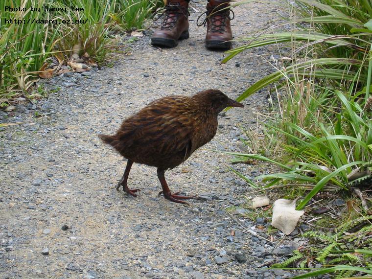Click image for larger version

Name:	1296-weka-boots.jpg
Views:	1
Size:	132.4 KB
ID:	1297087