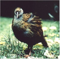 Click image for larger version

Name:	weka.jpg
Views:	1
Size:	16.5 KB
ID:	1297088
