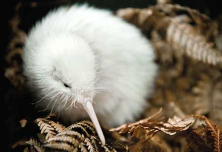 Click image for larger version

Name:	ghadinews_-_rare_white_kiwi_bird_1_.jpg
Views:	1
Size:	41.3 KB
ID:	1297089