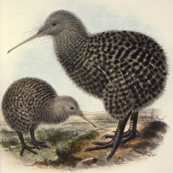 Click image for larger version

Name:	apteryx_haastii.jpg
Views:	1
Size:	329.7 KB
ID:	1297094