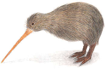 Click image for larger version

Name:	kiwi1in6.jpg
Views:	1
Size:	13.0 KB
ID:	1297095