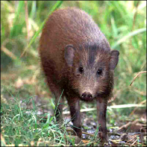 Click image for larger version

Name:	_41117128_pygmyhog_bbc.jgg.jpg
Views:	1
Size:	33.6 KB
ID:	1297097