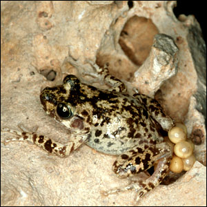 Click image for larger version

Name:	_41117128_pygmyhog_bbc.jgg.jpg
Views:	1
Size:	37.2 KB
ID:	1297099