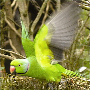 Click image for larger version

Name:	_41117128_pygmyhog_bbc.jgg.jpg
Views:	1
Size:	31.7 KB
ID:	1297100