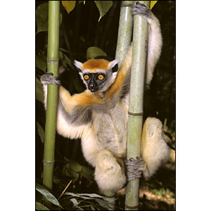 Click image for larger version

Name:	_41117124_lemurs_bbc300.jpg
Views:	1
Size:	22.0 KB
ID:	1297107