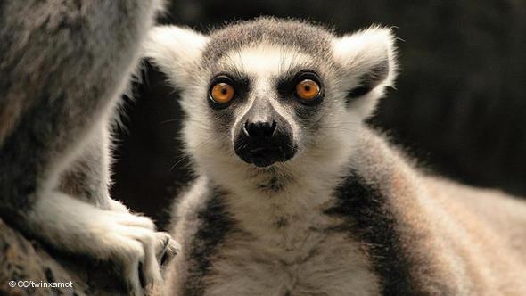 Click image for larger version

Name:	_41117124_lemurs_bbc300.jpg
Views:	1
Size:	28.0 KB
ID:	1297109