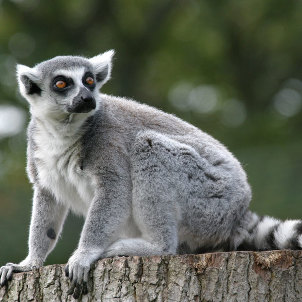 Click image for larger version

Name:	ring-tailed-lemur.jpg
Views:	1
Size:	81.8 KB
ID:	1297111