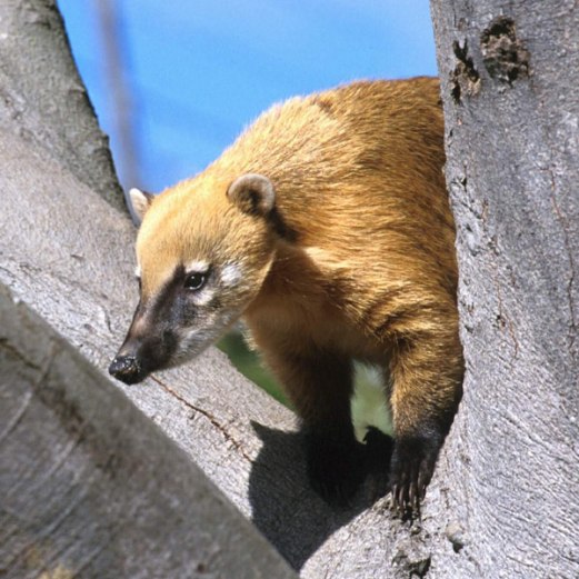 Click image for larger version

Name:	ring-tailed-coati-2.jpg
Views:	1
Size:	69.0 KB
ID:	1297113