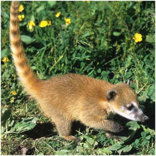 Click image for larger version

Name:	ring-tailed-coati-3.jpg
Views:	1
Size:	82.0 KB
ID:	1297114
