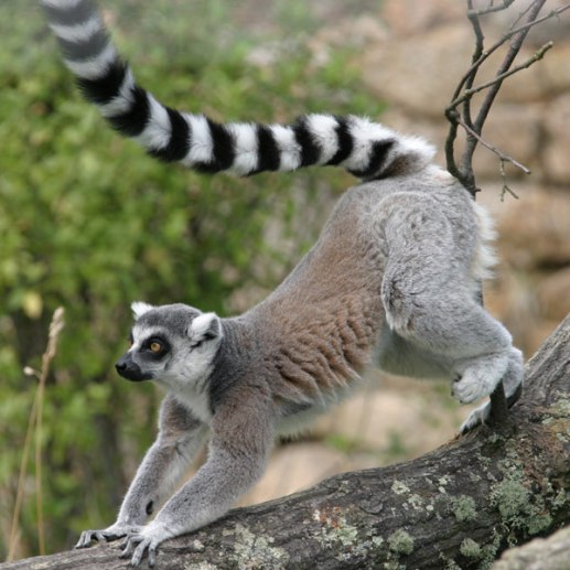 Click image for larger version

Name:	ring-tailed-lemur2.jpg
Views:	1
Size:	57.4 KB
ID:	1297115