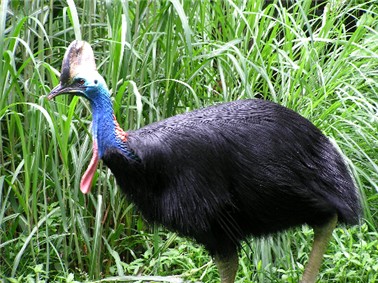 Click image for larger version

Name:	Southern_cassowary.jpg
Views:	1
Size:	62.9 KB
ID:	1297120